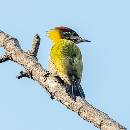 Lesser yellownape woodpecker