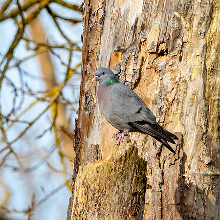 Stock dove