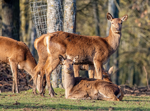 Red deer