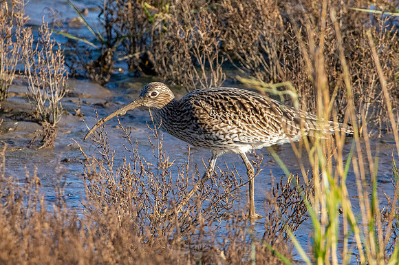 Curlew