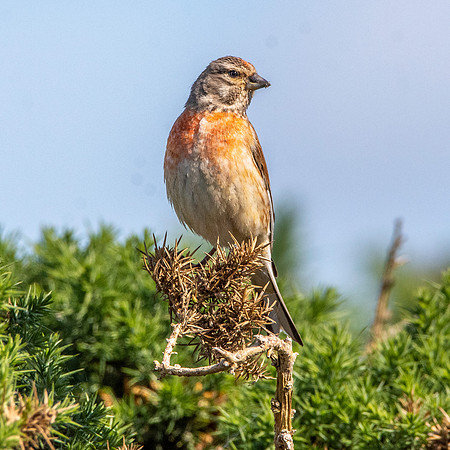 Linnet, male