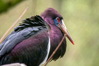 Abdim's Stork