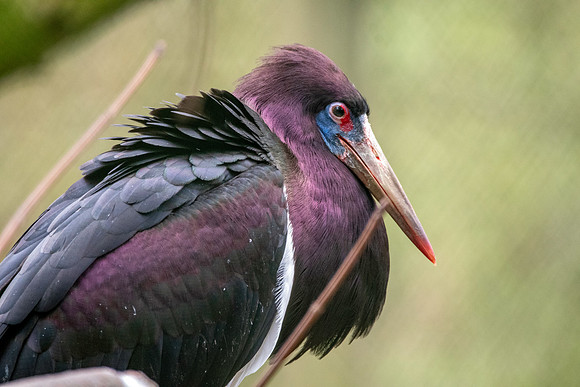 Abdim's Stork