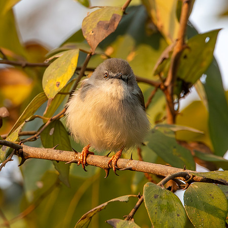 Immature Grey breasted / Franklin's prinia