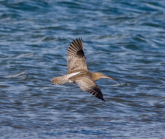 Curlew