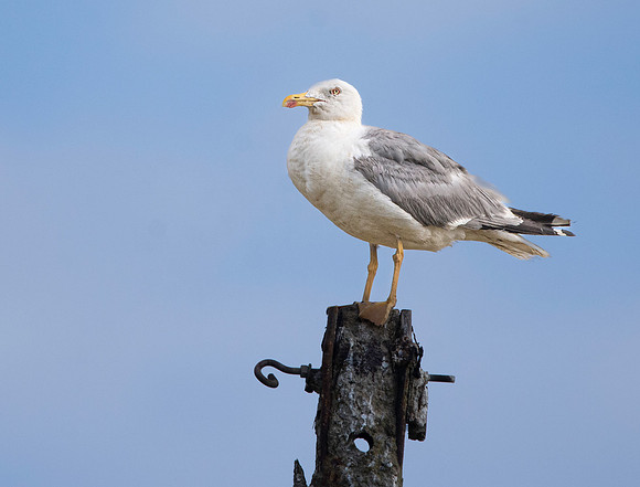 Yellow legged gull