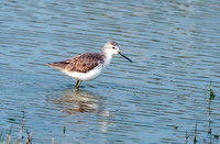 Marsh sandpiper