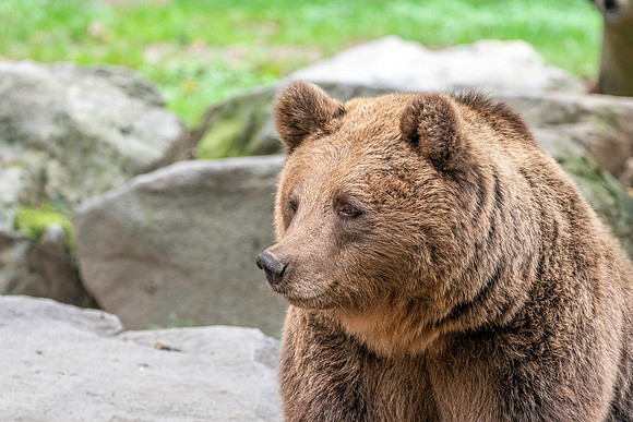 Eurasian brown bear