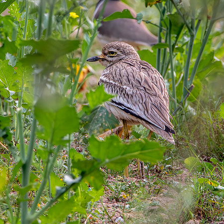 Great thick knee