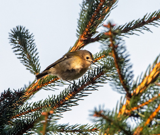 Goldcrest