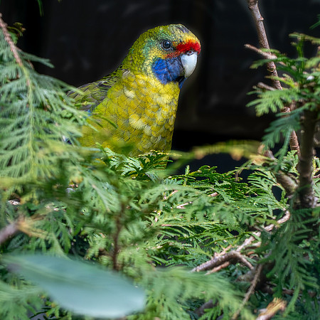 Green / Tasmanian rosella