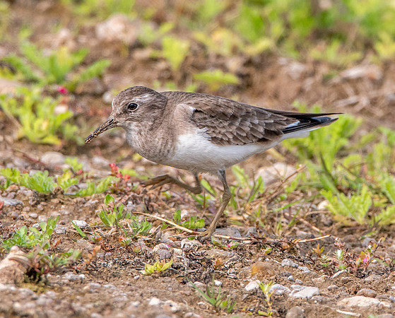 Temminck's stint