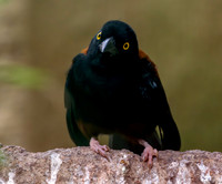 Chestnut and black weaver, male