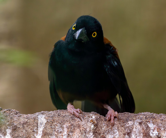 Chestnut and black weaver, male
