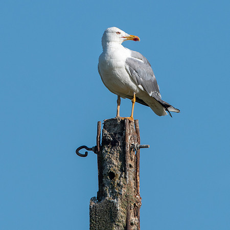 Yellow legged gull