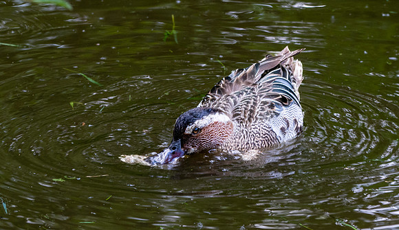 Garganey duck, male