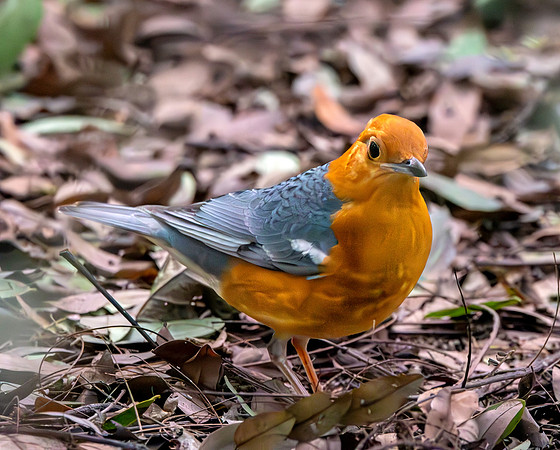 Orange headed ground thrush