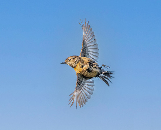 Stonechat