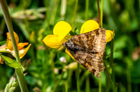 Burnet companion