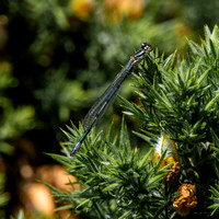 Azure bluet
