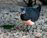 Maleo