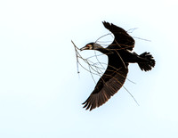 Great cormorant