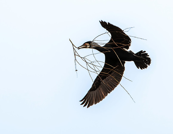 Great cormorant