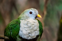 Black chinned fruit dove