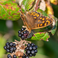 Speckled wood
