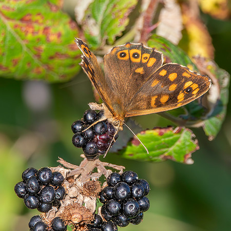 Speckled wood