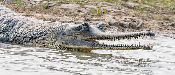 Gharial