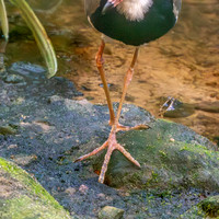 Long toed plover