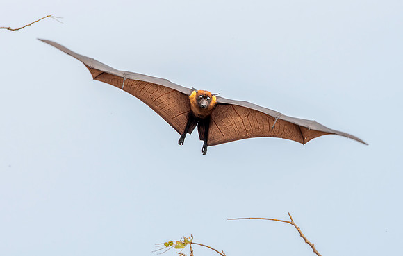 Indian Flying Fox