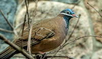 Blue headed quail dove