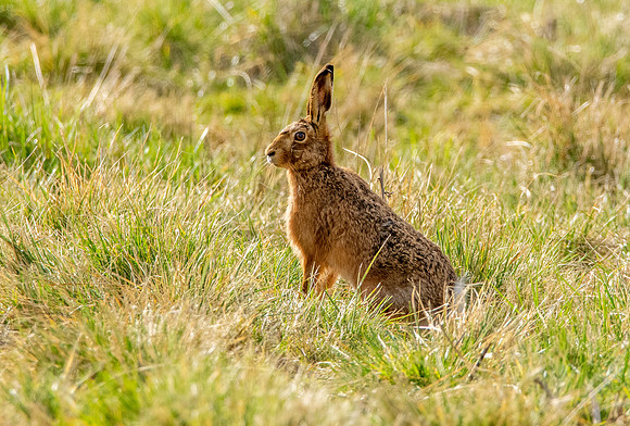 Brown hare