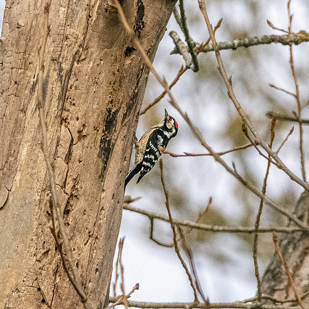 Lesser spotted woodpecker