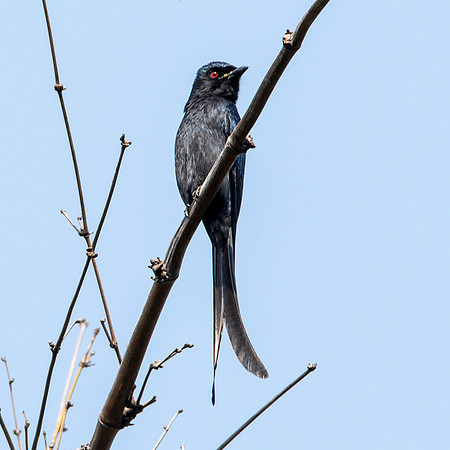 Ashy drongo