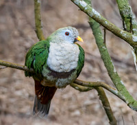 Black chinned fruit dove