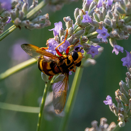 European hornet