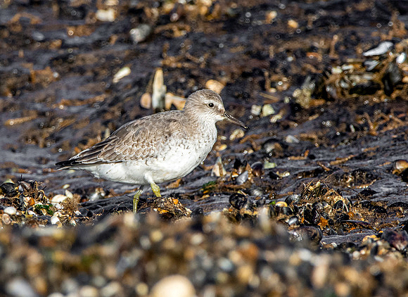 Grey plover