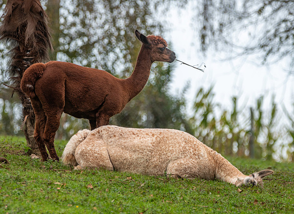Alpaca