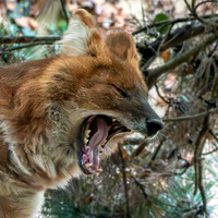 Dhole