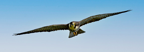 Hobby