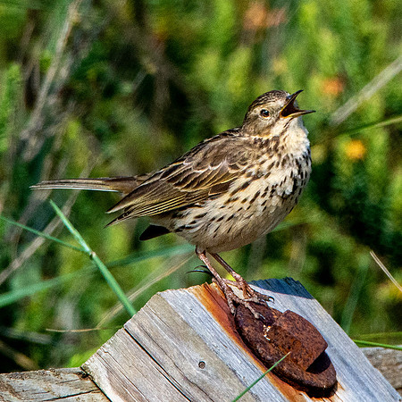 Meadow pipit