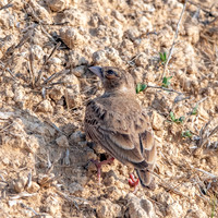 Ashy crowned sparrow lark, female