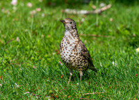 Mistle thrush