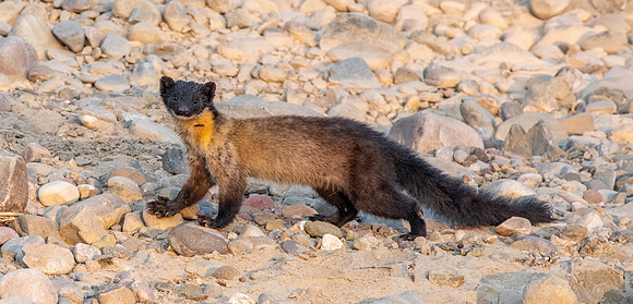 Yellow throated marten