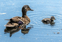 Mallard, female with chicks