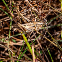 Brown spotted bush cricket
