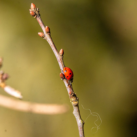 Ladybird